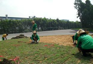 东莞学校 单位园林绿化养护施工