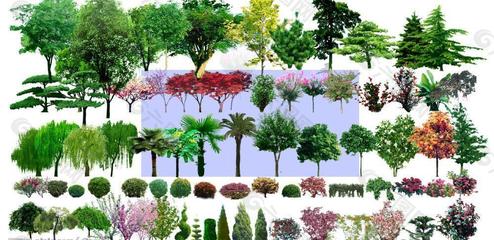 园林设计素材景观树木(树)图片